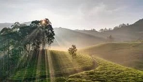 Munnar Bliss