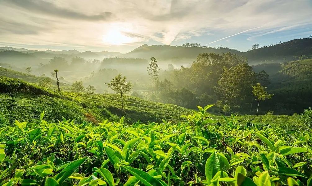 Munnar Town & Tea Gardens