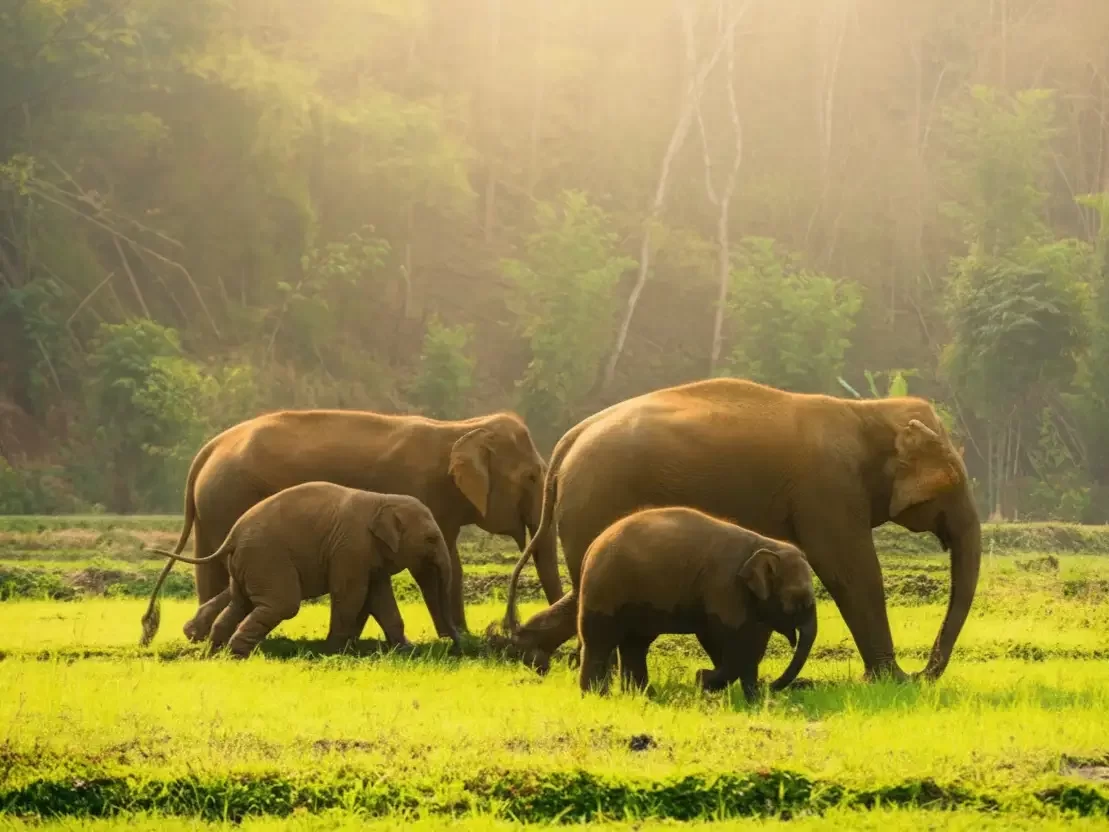 Thekkady / Periyar